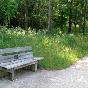 This is a picture of a memorial bench near a bike trail in a forest. The bench is wooden.